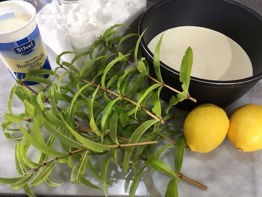 Lemon Verbena Panna Cotta